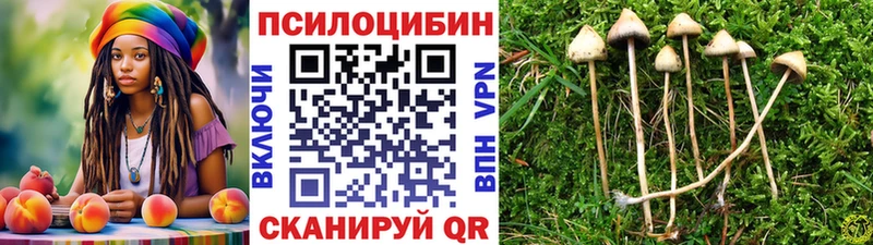 Купить где  Новая Ладога  Галлюциногенные грибы мицелий 